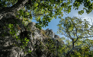 Fototapeta na wymiar Rocky cliff overgrown by vegetation in the Buda Hills in Hungary