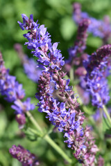 Obraz premium Meadow sage