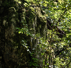 Fototapeta premium Rocky cliff overgrown by vegetation in the Buda Hills in Hungary