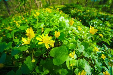Fototapeta na wymiar Bright green background with beautiful spring yellow flowers