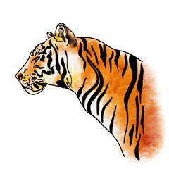 Tiger head in profile watercolor illustration - 473774944