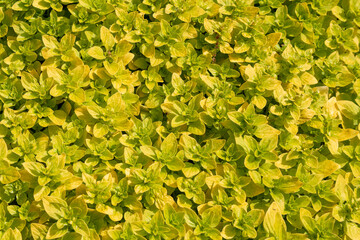 Origanum vulgare aureum or golden oregano leaves 