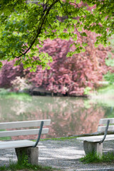 Sitzbänke  am See mit blühendem Baum im Hintergrund