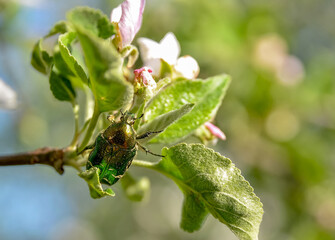 bug on a flower