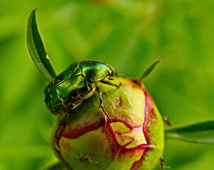 bug on a flower