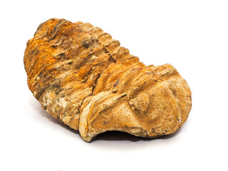 三葉虫の化石（白背景）