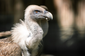 Portrait of Griffon vulture after eating with prey parts in its beak.
