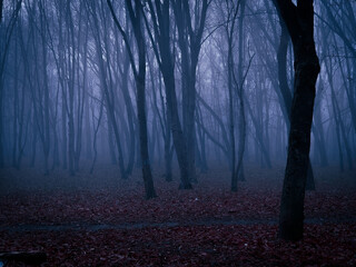 Scary dark forest in the fog. Mysterious autumn forest in blue colors. 
