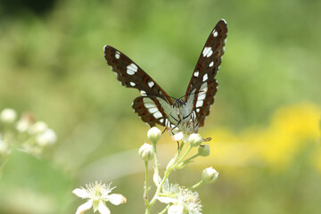 Southern White Admiral (Limenitis reducta) butterfly in spring
