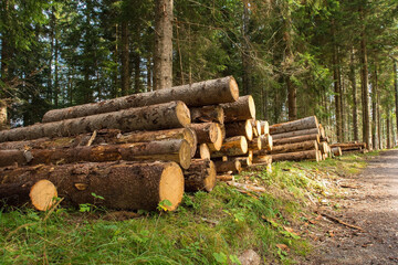 Logging of fir trees on Monte Ruke near Sauris di Sopra, Udine Province, Friuli-Venezia Giulia, north east Italy. Late September
 - obrazy, fototapety, plakaty
