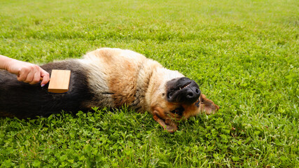 Obraz premium Dog grooming. The girl on the green grass is combing the fur of a German shepherd. A woman is caring for her German shepherd dog, combing a dog