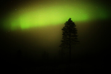 Northern lights behind a tree silhouette on a misty day in lapland