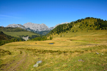 Fototapeta na wymiar The Laghi di Festons alpine meadow on Sella Festons near Sauris di Sopra, Udine Province, Friuli-Venezia Giulia, north east Italy. Used as a summer pasture for dairy cows 