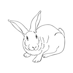 Rabbit thin line art. Home breeding of farm animals. Cute contour bunny. Pet shop logo, food label. Hand drawn realistic vector illustration. Isolated simple doodle element.