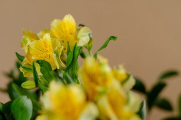 Bouquet of Yellow lilies. Beautiful delicate flowers in close-up