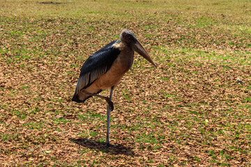 Marabou stork (Leptoptilos crumenifer) walking on a lawn