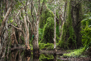 The ancient Samet Khao forest is a wetland forest in a botanical garden in Rayong, Thailand.