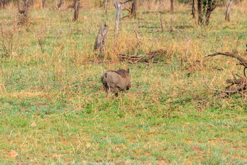 Common warthog (Phacochoerus africanus) in savanna in Serengeti national park, Tanzania