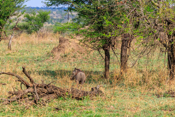 Fototapeta na wymiar Common warthog (Phacochoerus africanus) in savanna in Serengeti national park, Tanzania