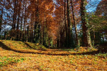 赤く色づく秋のメタセの森