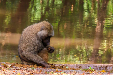 Olive baboon (Papio anubis), also called the Anubis baboon, by water in Lake Manyara National Park...