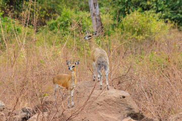 Kirk's dik-dik (Madoqua kirkii) in Lake Manyara national park, Tanzania