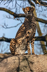Cheetah on the stone in its enclosure. Latin name - Acinonyx jubatus	