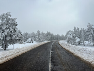 snow-covered road through spruce forest