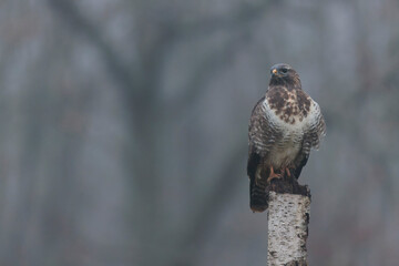 Common Buzzard Buteo buteo in close view