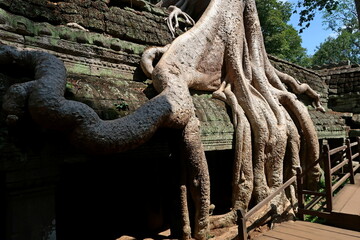 The ancient temple complex of Angkor Wat is buried in the jungle.