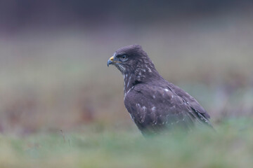 Fototapeta premium Common Buzzard Buteo buteo in close view