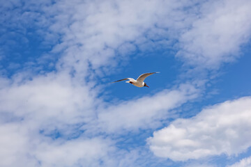 Black-headed gull flies on a beautiful blue sky and cloud. White bird in the sky.