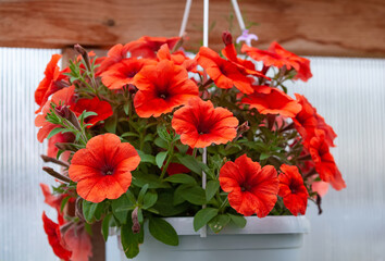 orange red petunia in a hanging basket, close-up