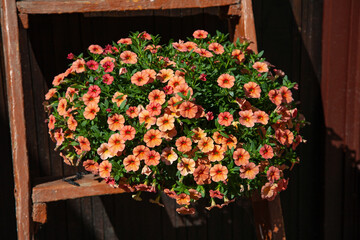 A pot of bright orange calibrachoa flowers. Flower pot lit by the sun