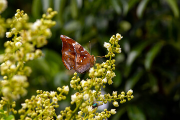A butterfly eating nectar from longan flowers  (Dimocarpus longan) and helping pollination and fertilization