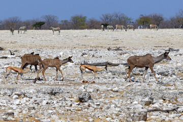 Kudus in Okaukuejo
