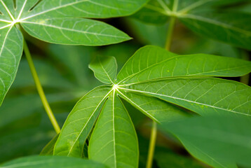 Cassava, Mandioa, Manioc, Tapioca trees (Manihot esculenta), young green leaves, shallow focus