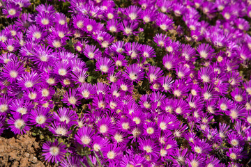 Blooming Stone plants with bright purple flowers west coast flower season 