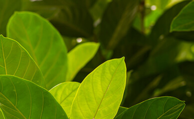 Jack fruit (Artocarpus heterophyllus) green leaves, shallow focus