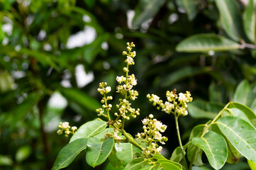 Longan flower (Dimocarpus longan), shallow focus