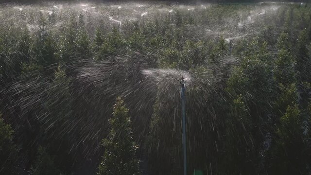 irrigation water sprinkler splashing sprayer water over plant in a lawn garden