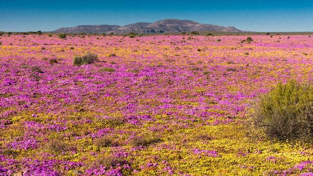Large display of wildflowers growing in the Namaqua flower season with a mountain in the distance