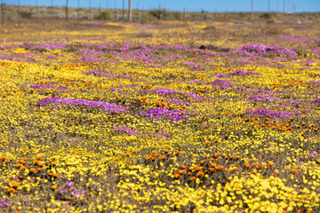 Large display of wildflowers growing in the Namaqua flower season