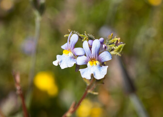 Macro of the small light-colored Grassveld Lionface flowers blooming (Nemesia fruticans)