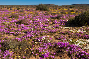 Obraz premium Large display of wildflowers growing in the Namaqua flower season