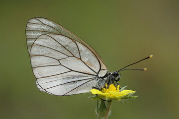 Aporia crataegi, the black-veined white, is a large butterfly of the family Pieridae