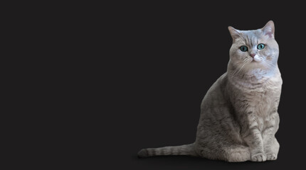 British shorthair cat with blue eyes isolated on dark gray background. Place for your text. Banner
