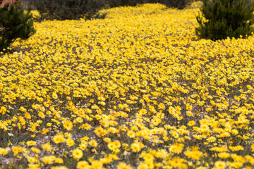 Yellow daisies display of a large field of flowers in the Namaqualand flower season