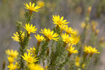 Yellow daisy flower bush closeup of the plant with blooming flowers