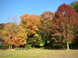 Naklejka premium Fall colors in the park.